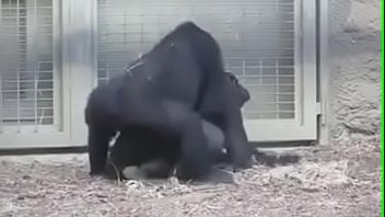 the gorilla has more strength during sex